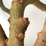 Adaptogens: A Secret to Faster Recovery