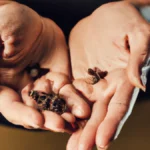 Beat Pre-Game Jitters with Adaptogen Power