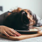 Synchronize Meals to Boost Sleep Performance