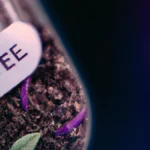 Fueling Performance: Nootropics for Success