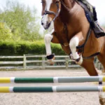 Actionable Insights to Boost Skills (Equestrian (Show Jump